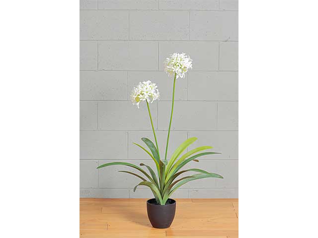 Pianta agapanto 105cm crema 2pna4