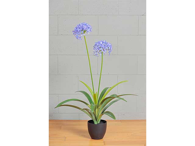 Pianta agapanto 105cm 2pna4