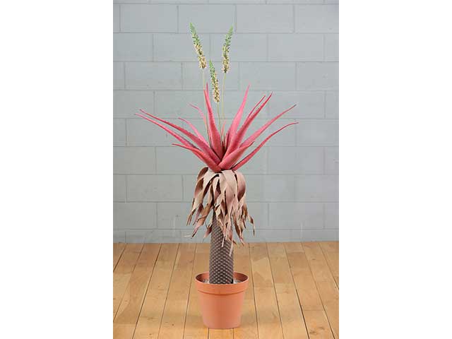 Pianta aloe con fiori 2pmf10