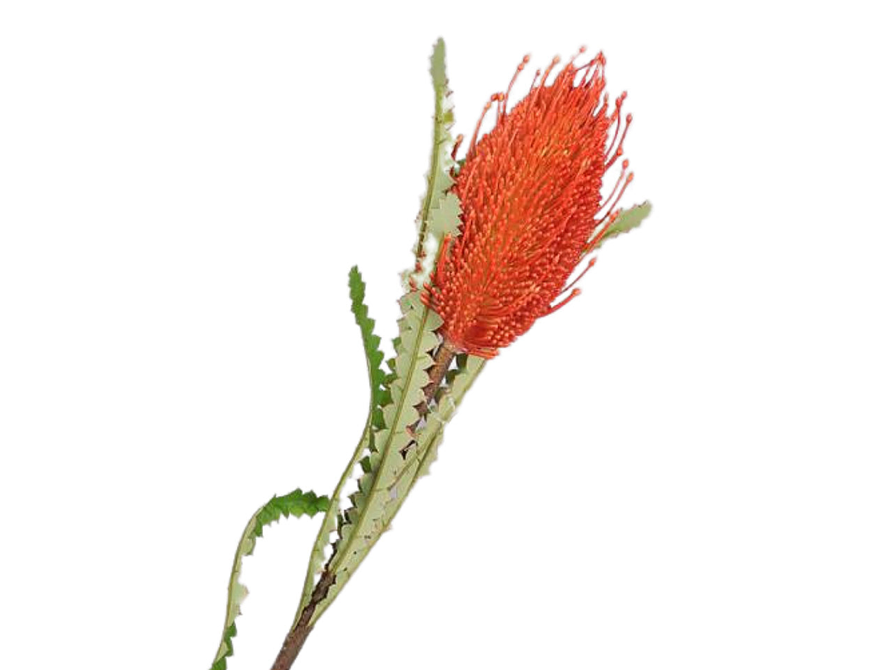Ramo protea 71cm orange 2fv1757