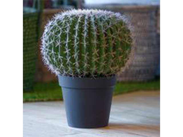 Cactus in vaso 33x33x45cm 2pv1906
