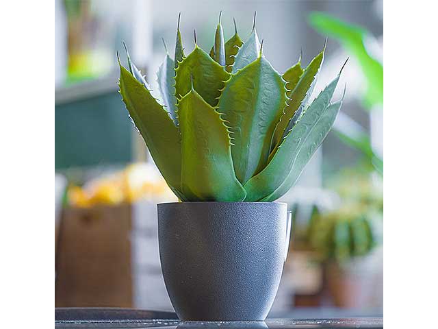 Pianta aloe con vaso 50cm 2pv1897