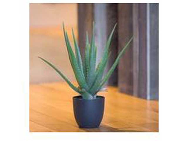 Pianta aloe 40x46cm 2pv1908