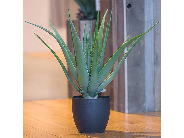 Pianta aloe con vaso 56x66cm 2pv1898