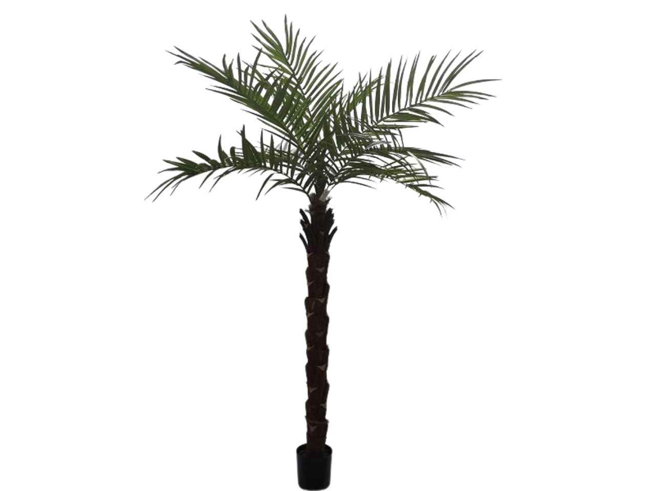 pianta kentia 240cm c/381 foglie 2pio551