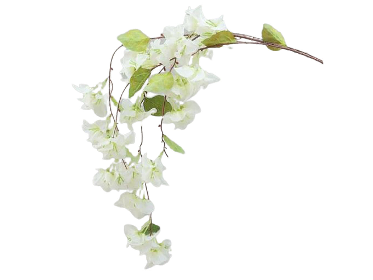 bouganvillea 150cm 2fhz1526