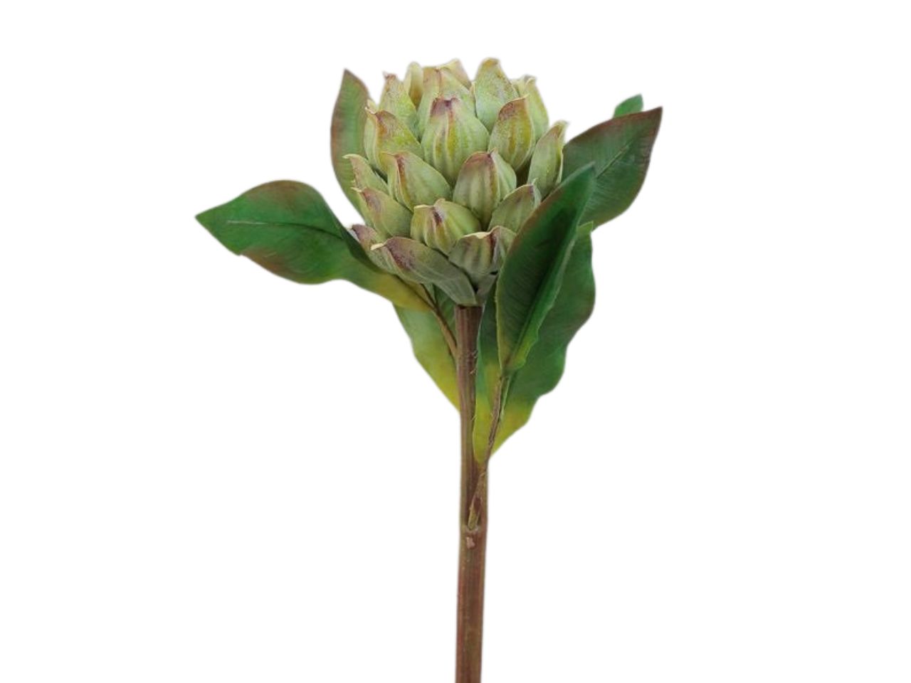 Ramo fiore protea 61,5cm verde
