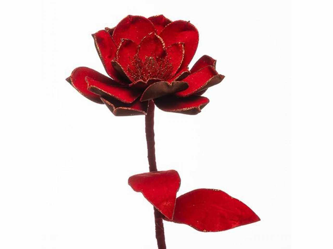 Magnolia velluto rosso 80cm 1nhz1886
