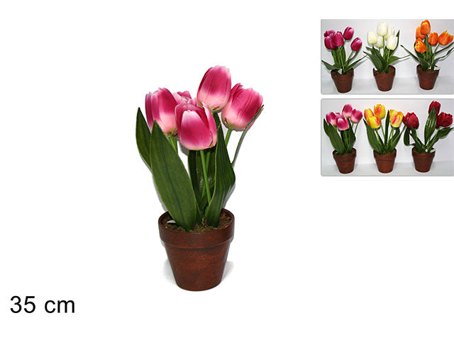 piantina tulipano al001065