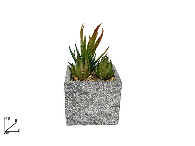 piante grasse con vaso quadro ln001251