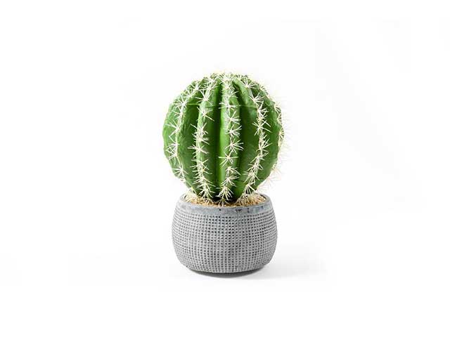 pianta grassa in vaso d.23xh.40cm 38803
