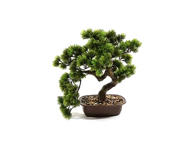 bonsai in vaso 45x35xh.42cm 03600
