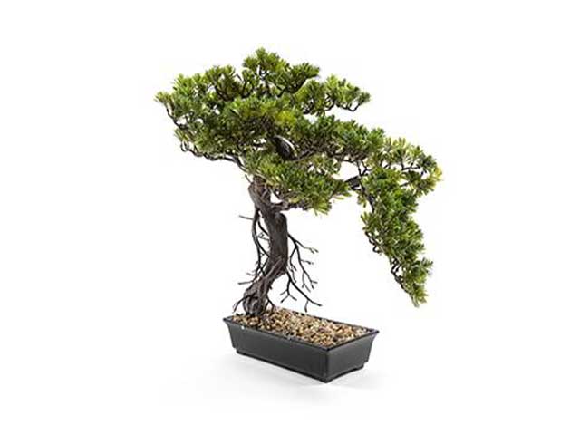 Bonsai in vaso 60x35xh.60cm 03662