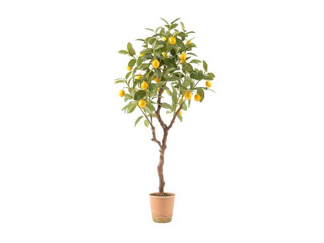 Pianta di limoni 50x50xh.115cm 51601
