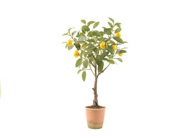 pianta di limoni 40x30xh.75cm 51632