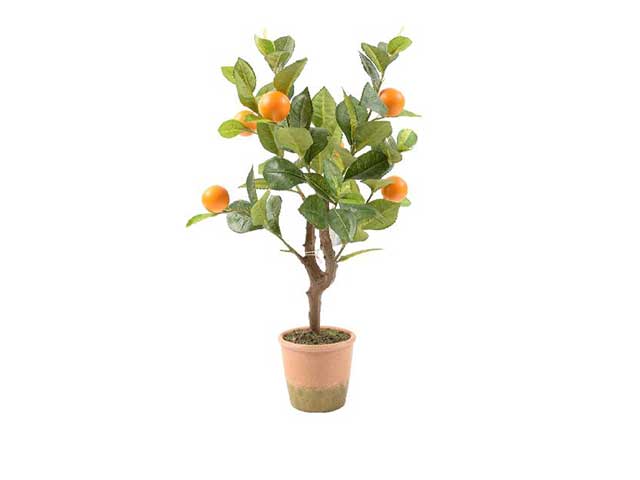 Pianta di mandarino 35x25xh.54cm 51663