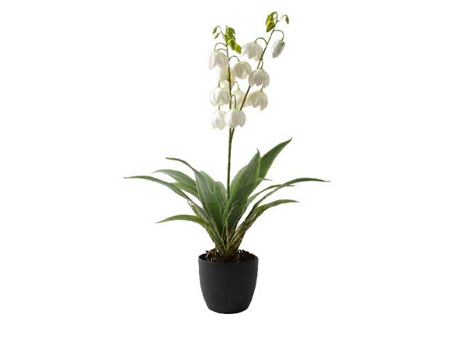 Pianta campanule 73cm 58518