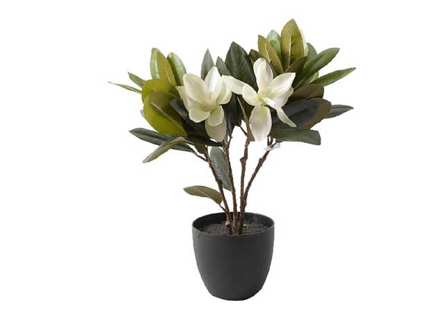 pianta magnolia in vaso 45cm 58532