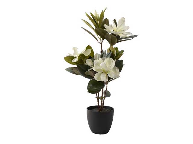 pianta magnolia in vaso 65cm 58549