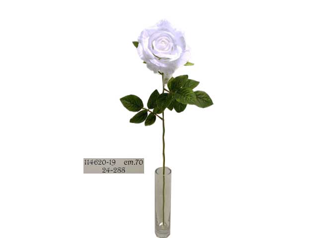 rosa bianca 114620