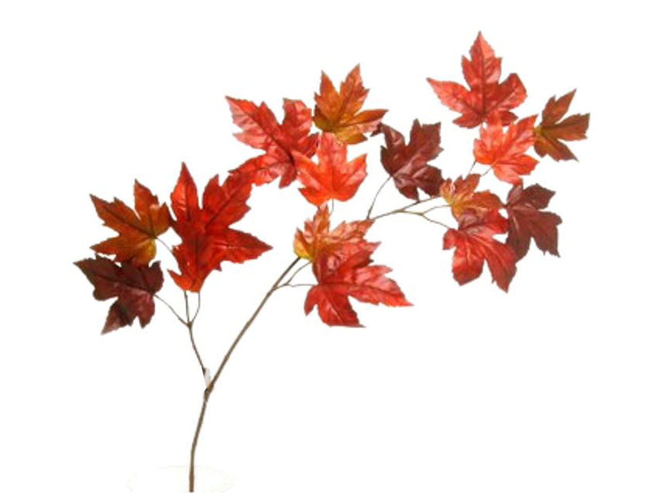 foglie d'acero spruzz.bordeaux da000101