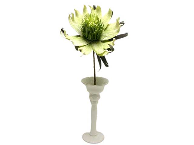 Fiore phlogcantus spruzzata verde ds001093