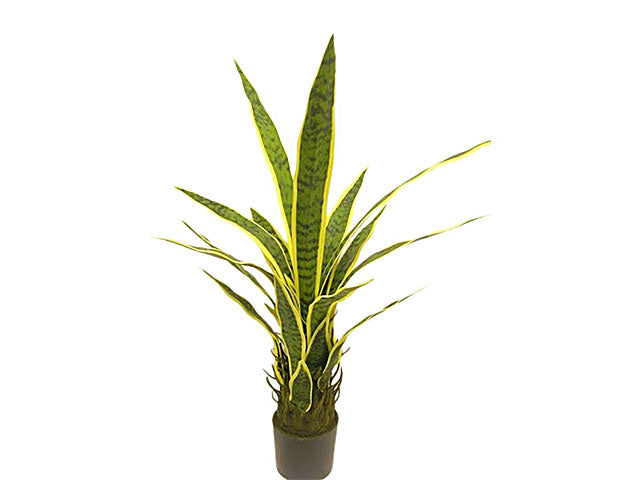 Pianta sansevieria 80cm ds001153