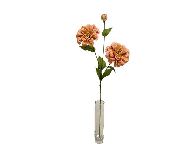 Zinnia spruzzata x3 66cm pesca da000239