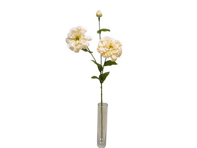 Zinnia spruzzata x3 66cm avorio da000239
