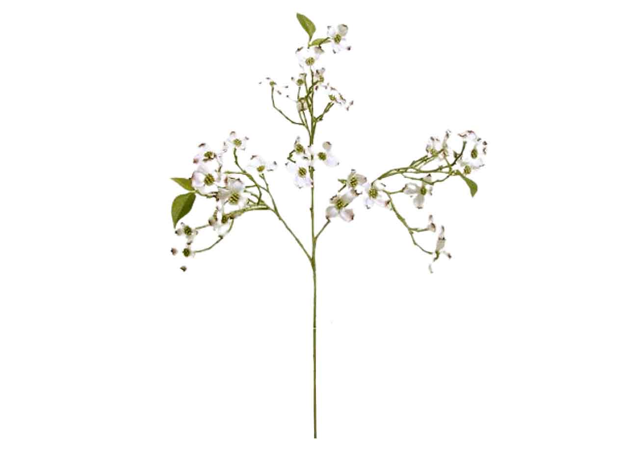 Corniolo x3 68,5cm crema ds002070