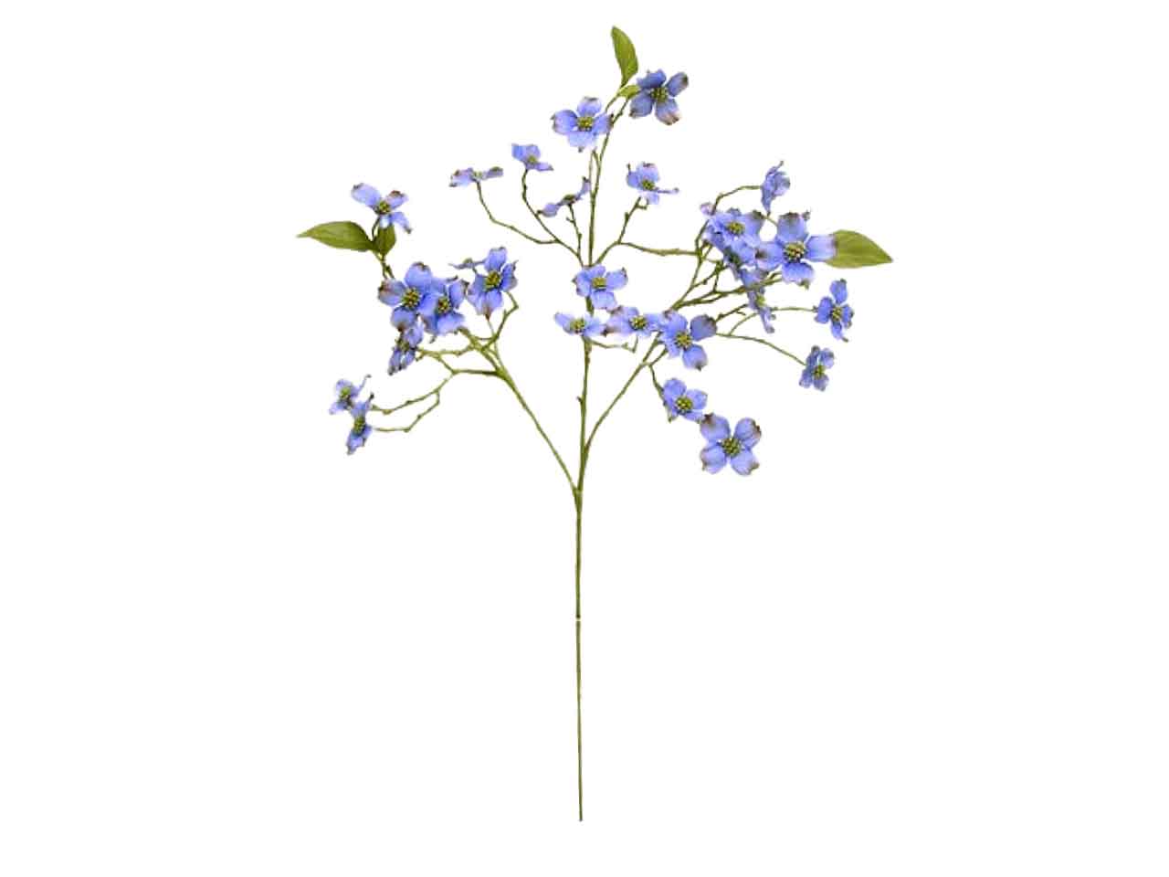 Corniolo x3 68,5cm blu ds002070