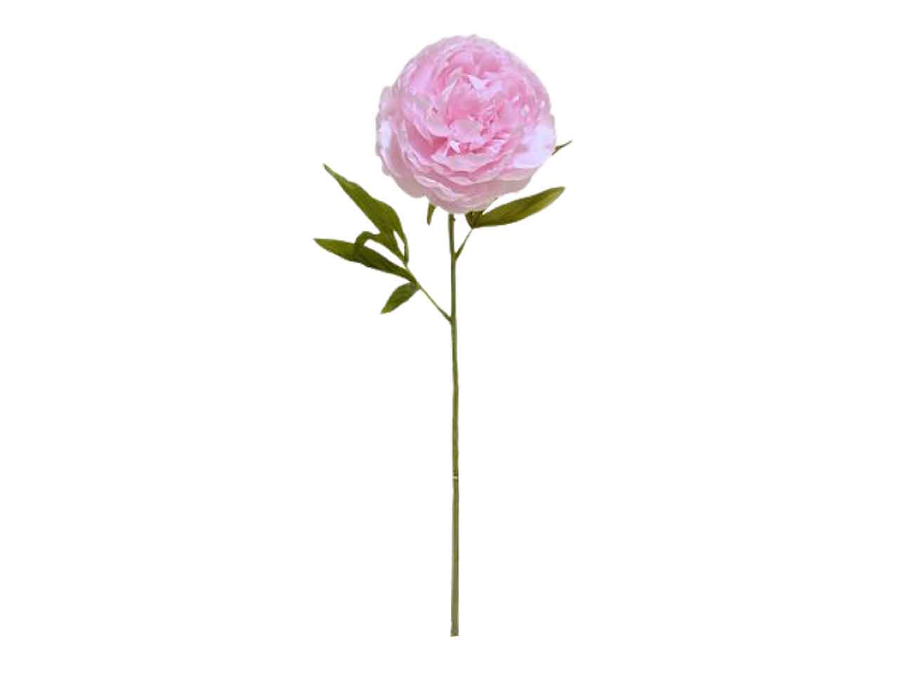 Peonia rosa ds002078