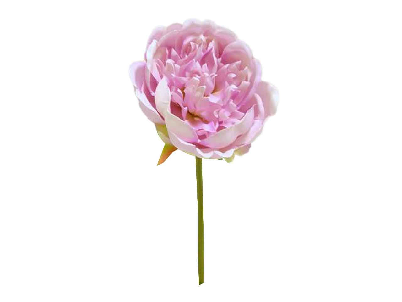 Peonia spruzzata 27cm mauve ds001883