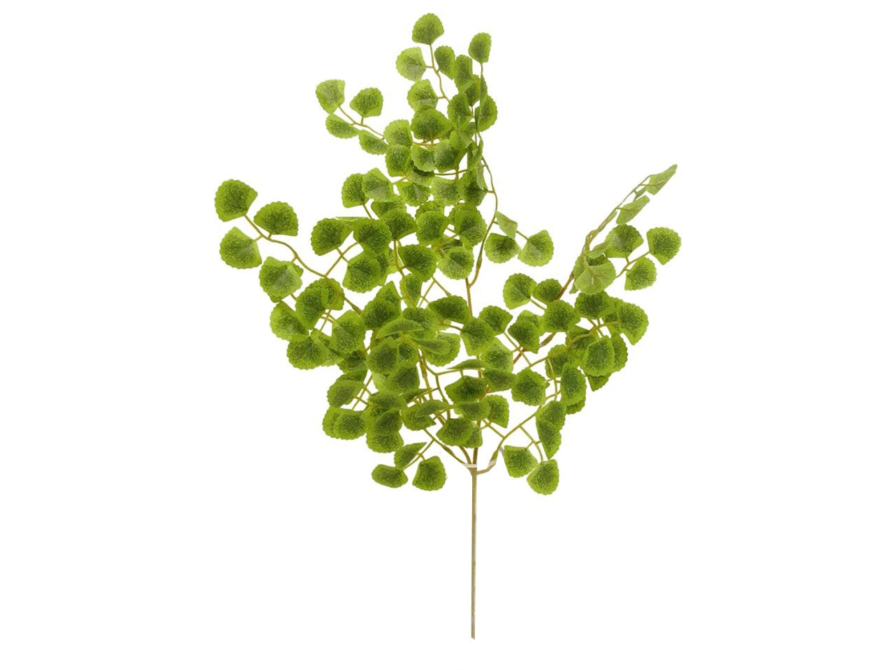 Ginko con foglie spruzzate colore verde