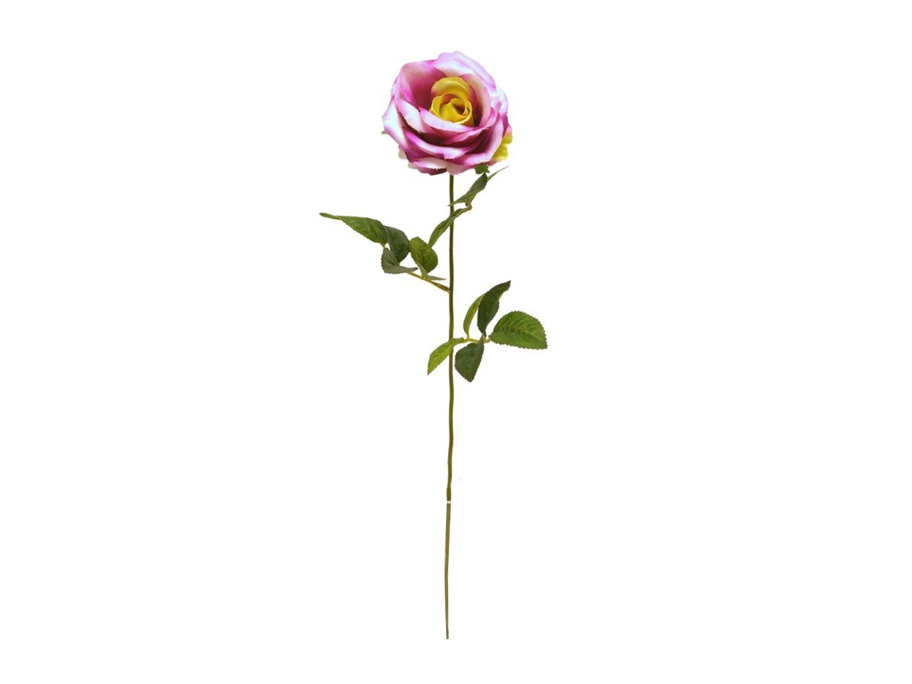 Rosa singola spruzzata colore fuxia