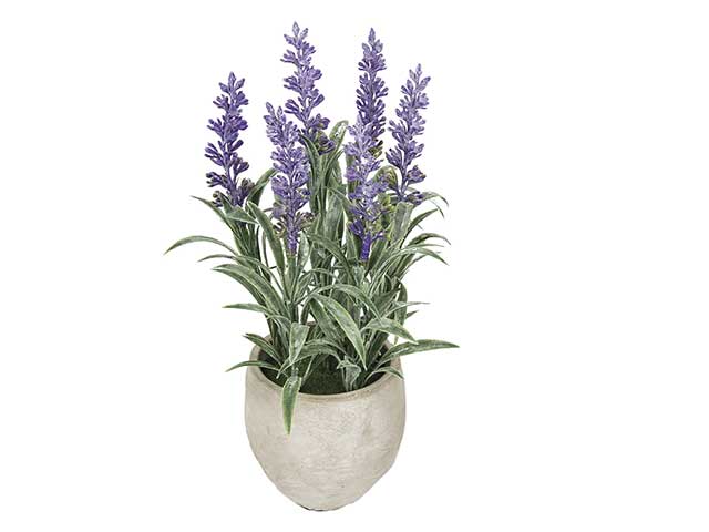 pianta lavanda nic 43903
