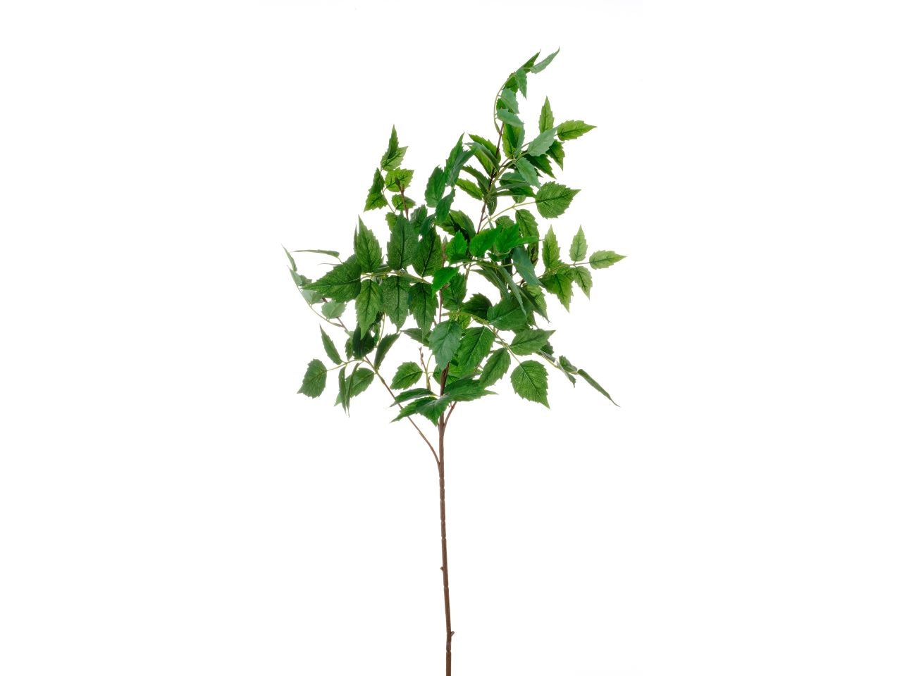 Glicine verde spruzzato 88cm
