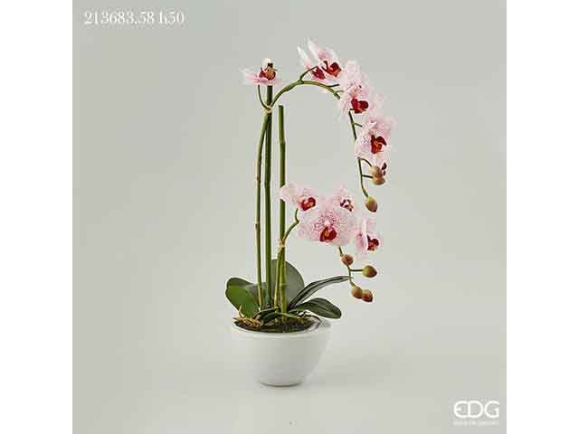 orchidea real 50cm 213683