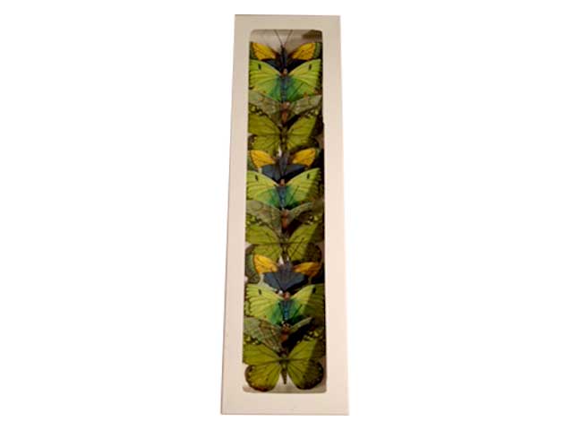 Farfalla carta 8cm verde 12pz e0171.18b