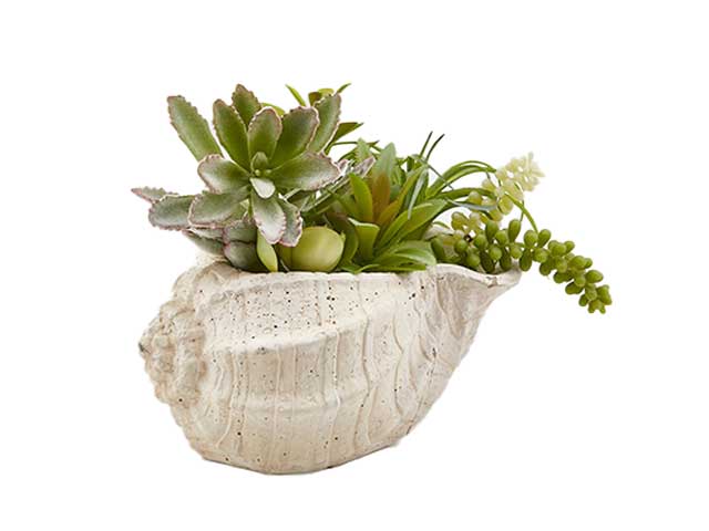 Pianta con vaso conchiglia cem.231701,70