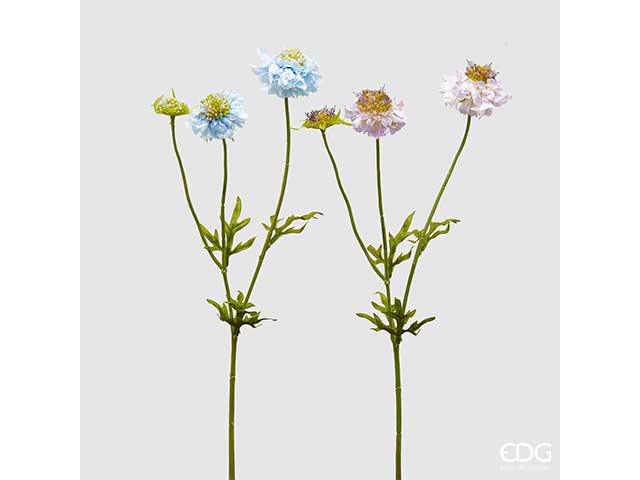 Scabiosa ramo x2 h.51 ass.215254,95