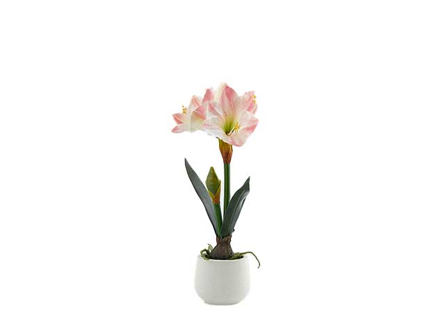 Pianta amaryllis x3 con vaso h.48 crema 214733,54