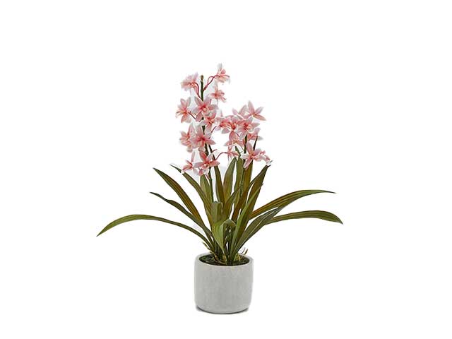 orchidea x2rami rosa con vaso h50cm 214929.52