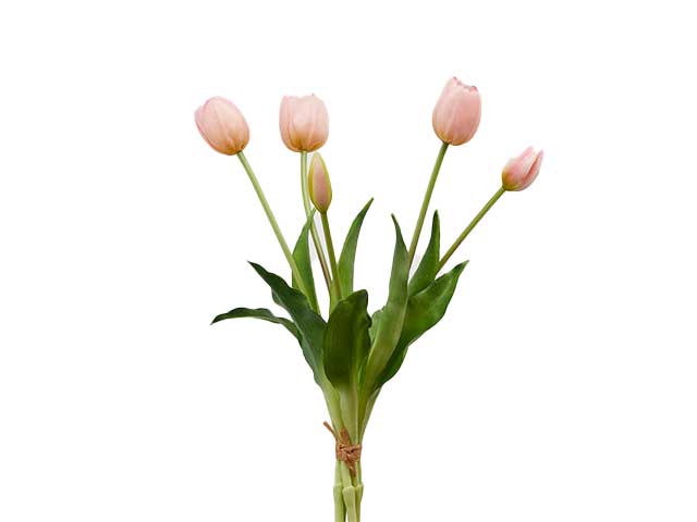 mazzo tulipano 5pz h40 cipria 214959,52