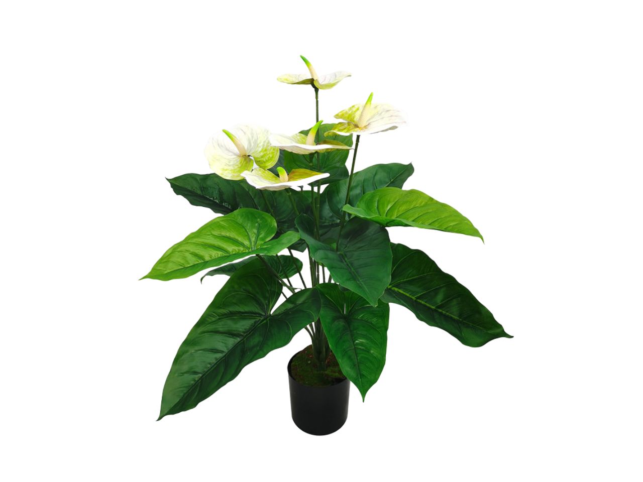Pianta anthurium bianco