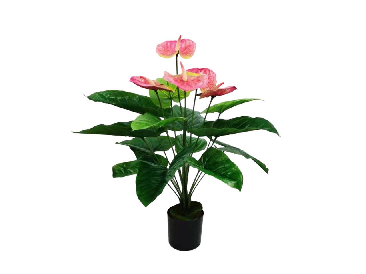 Pianta anthurium rosa