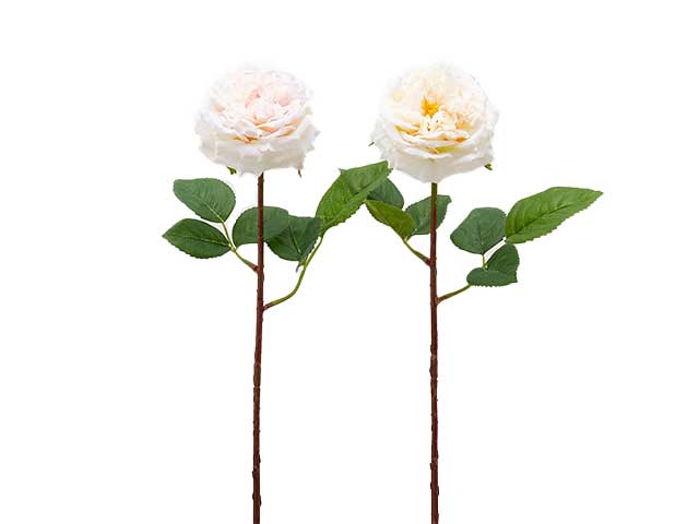 Rosa alma olis h.48 ass.215567,15