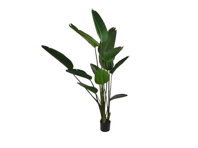 pianta aloe 115x190 ja-144395