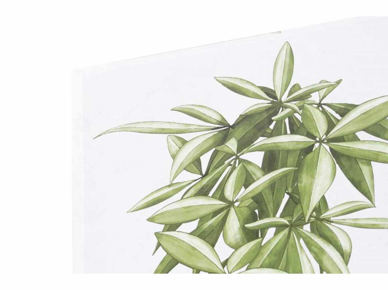 Quadro pianta 40x1,8x50cm cu-193726