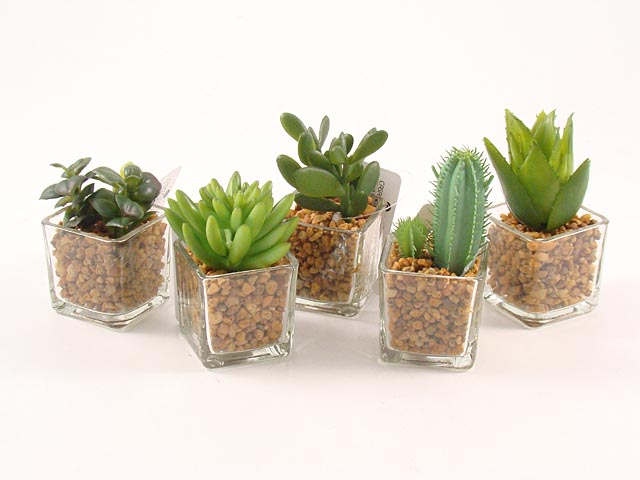 Piantina cactus 5,4x5,4x8cm 48785